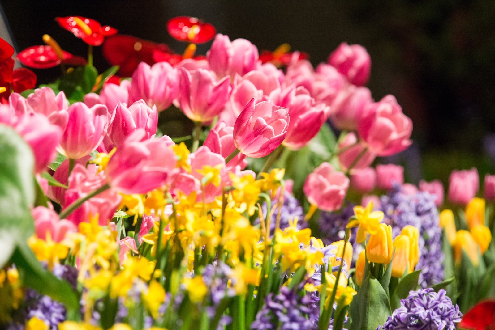chicago flower and garden show kicks off spring in chicago | show me