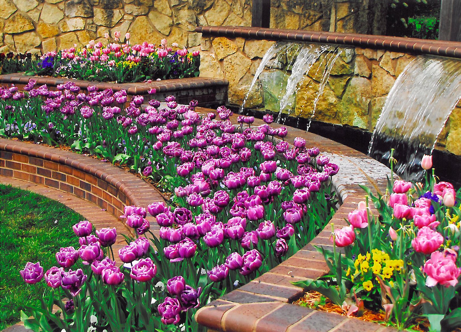 kansas orchid society annual fall show | wichita, ks 67203