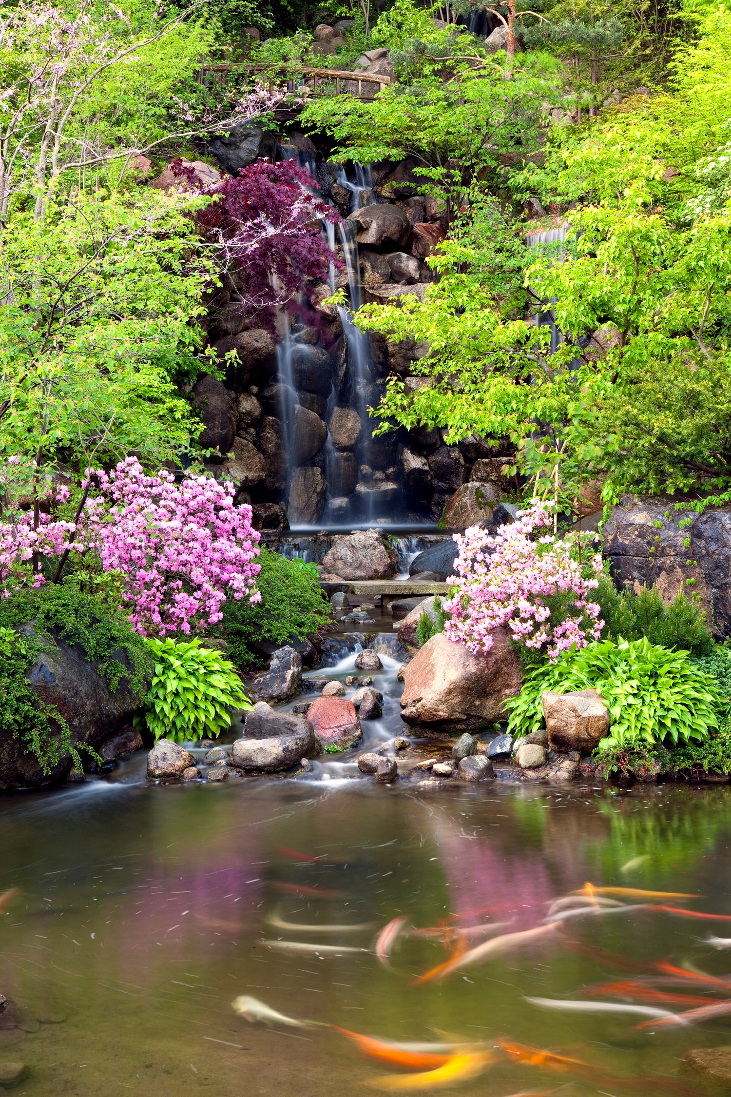 anderson japanese gardens