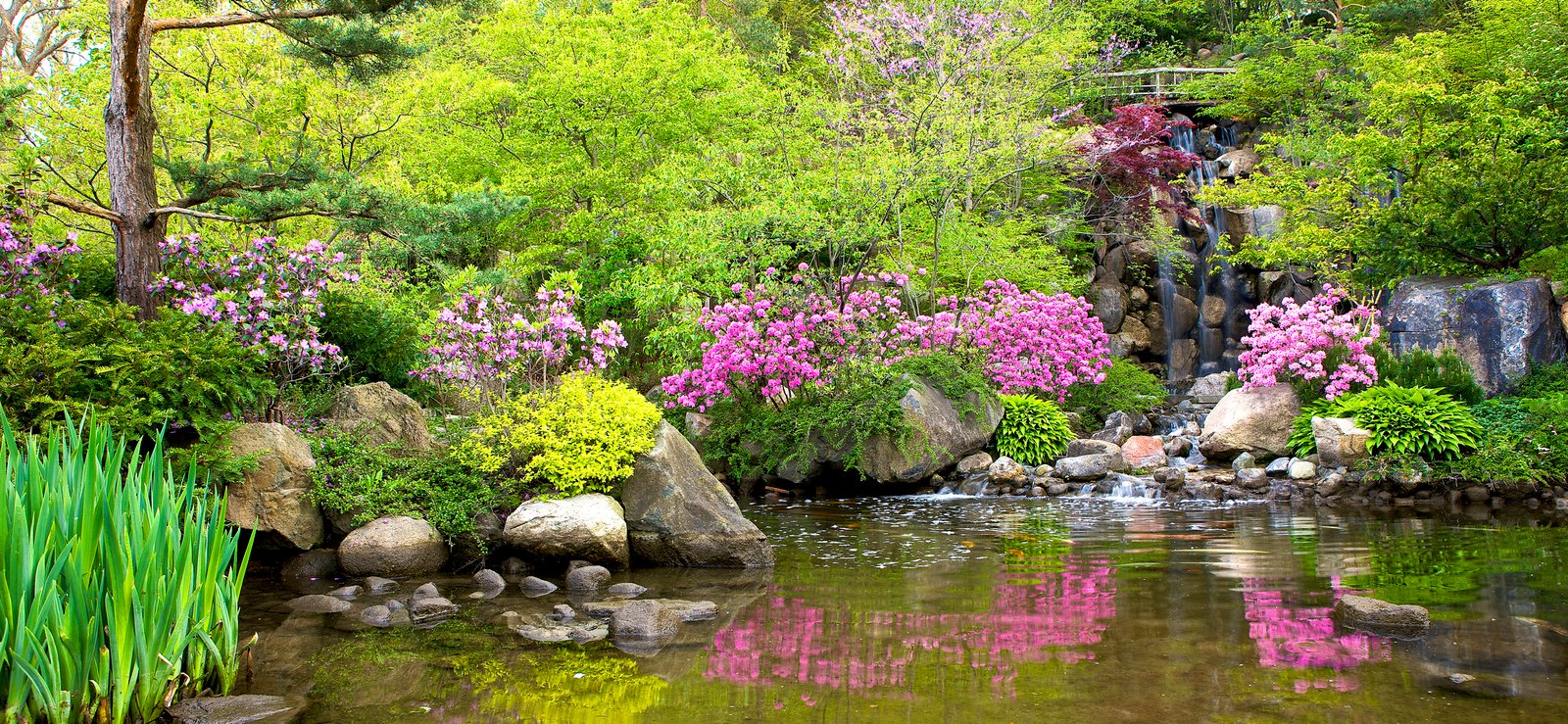 anderson japanese gardens