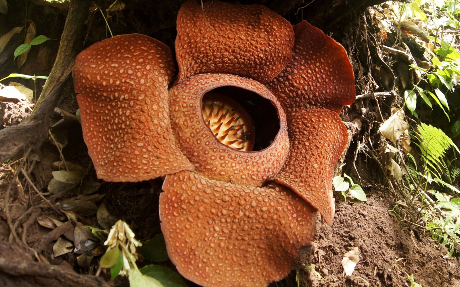 corpse flower is blooming at the new york botanical garden | travel