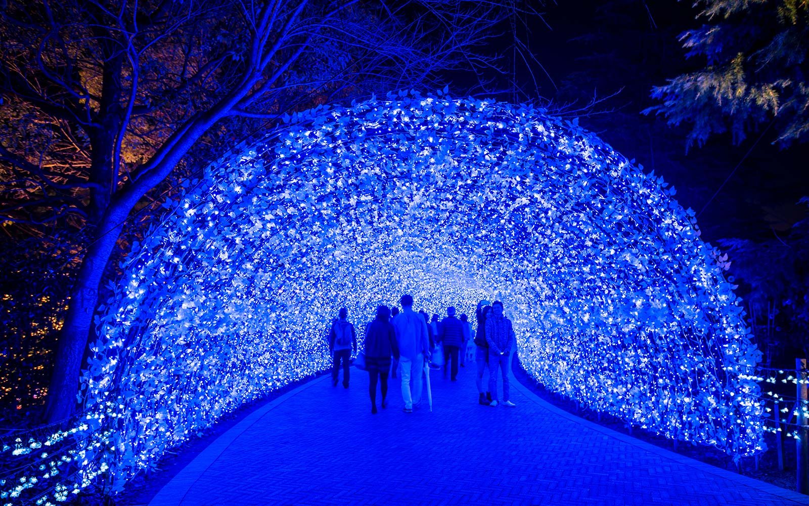 this dazzling light show in a japanese flower garden is one for the