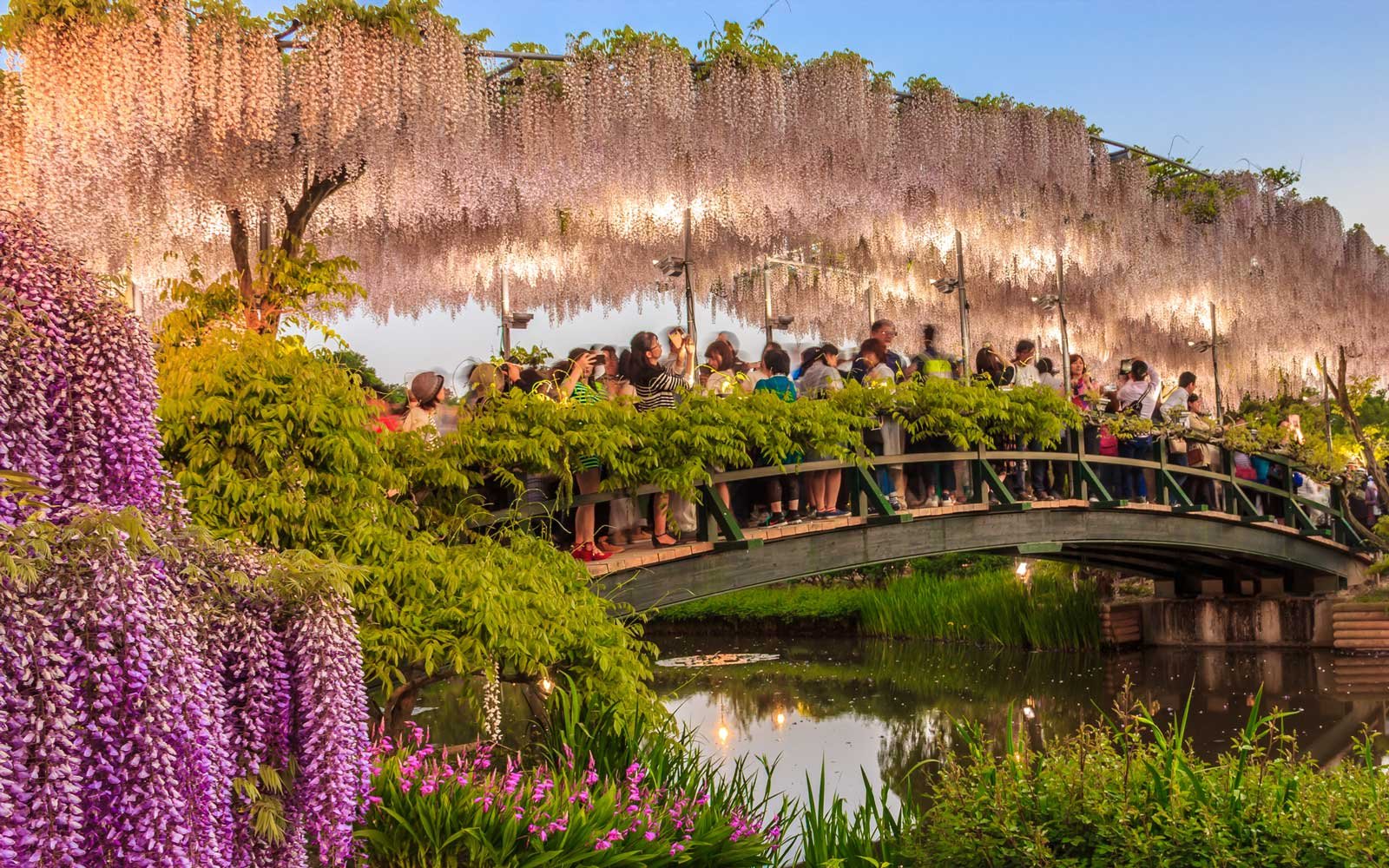 japan's wisteria tunnels are even more magical than its cherry