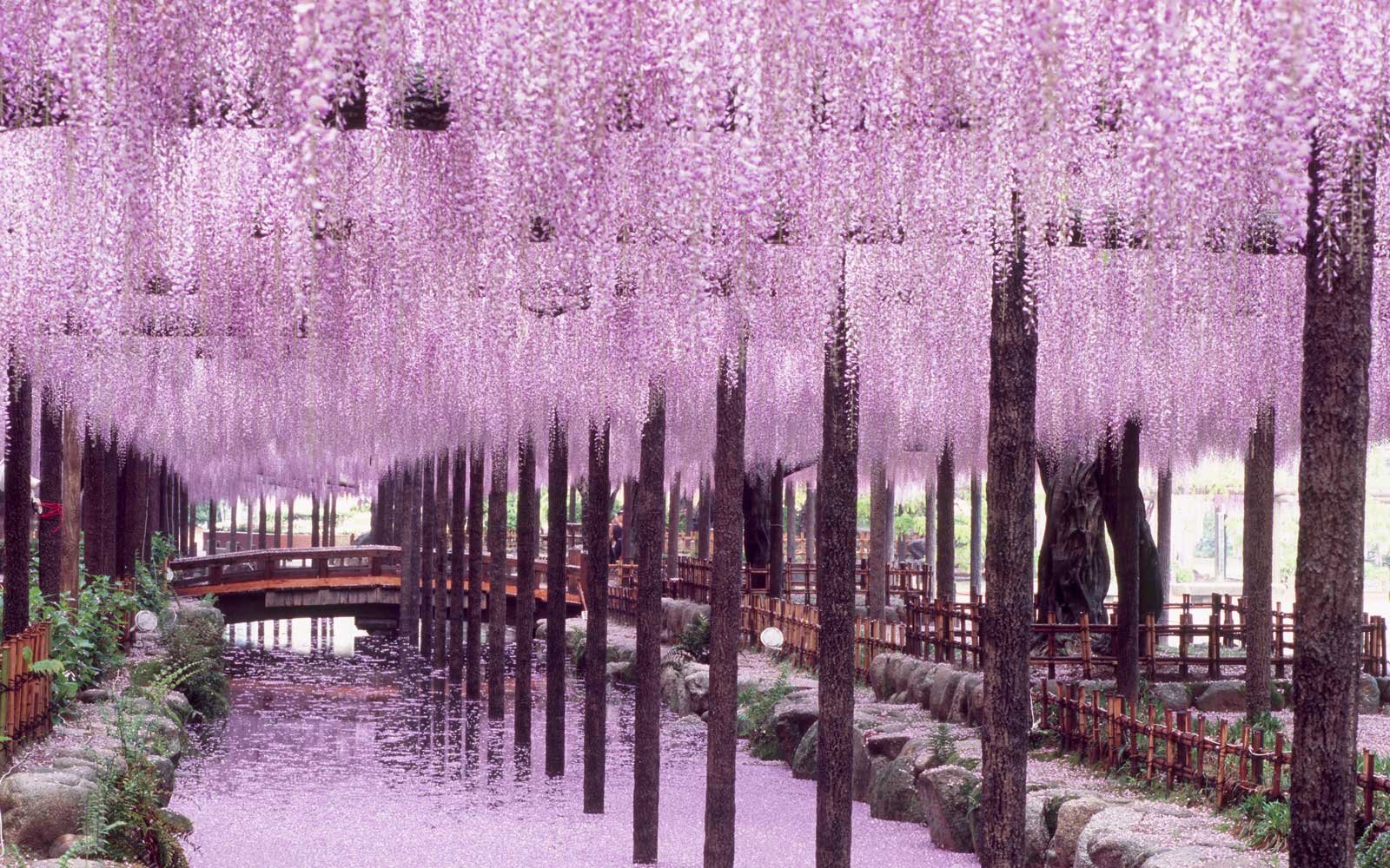 japan's wisteria tunnels are even more magical than its cherry
