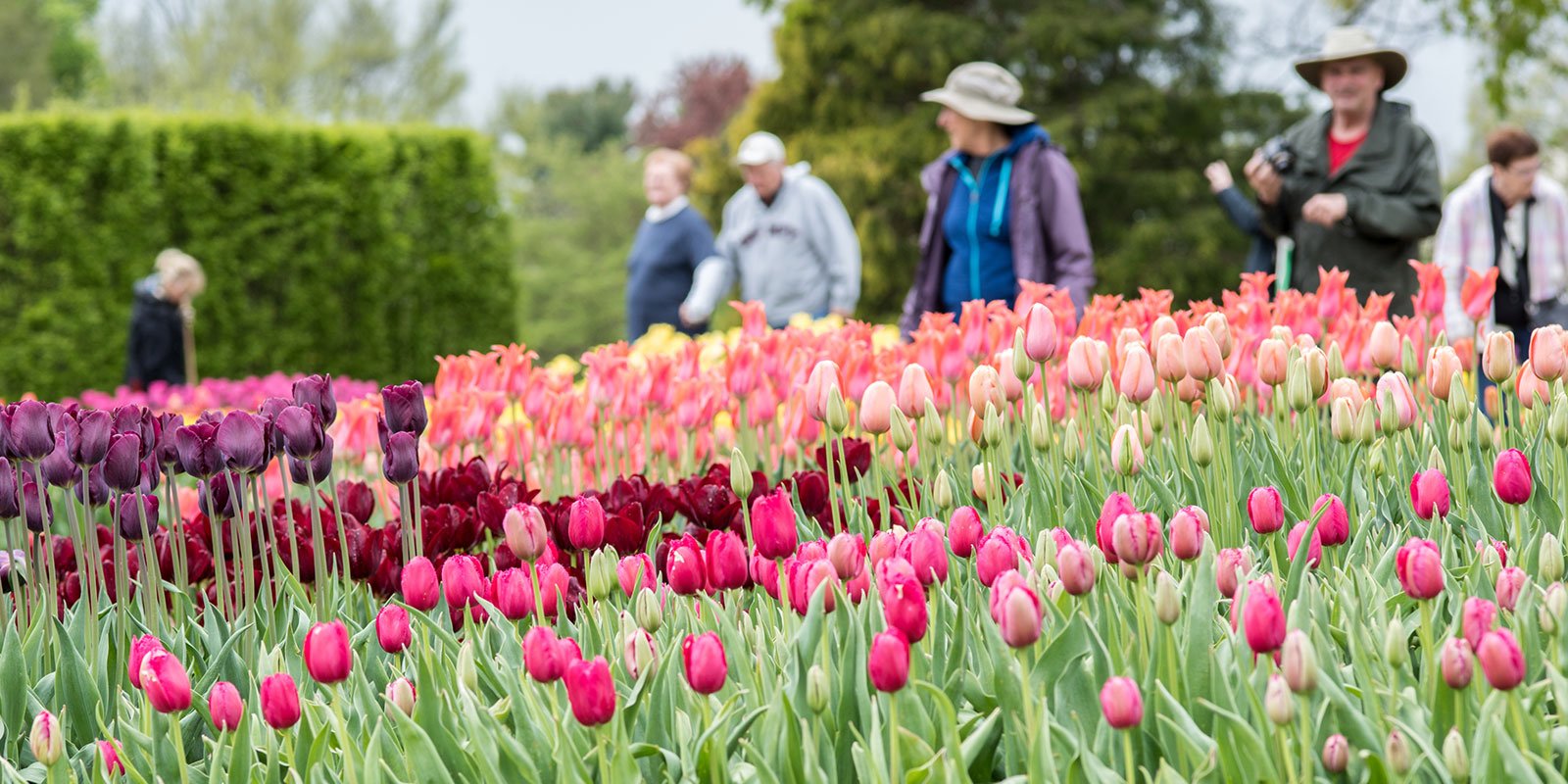 spring blooms season | longwood gardens