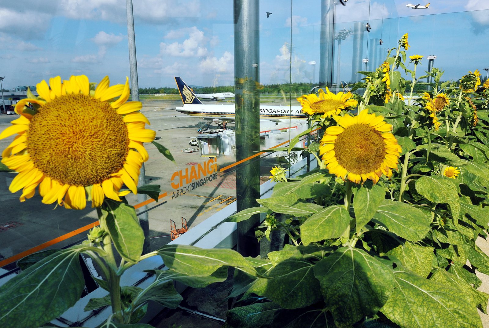 early check-in at changi airport: 12 more reasons why everyone loves