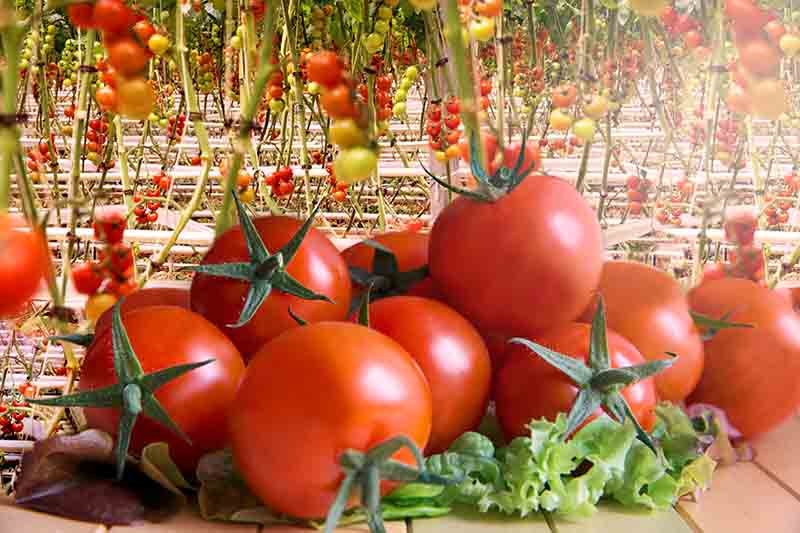 Hydroponics | Gardening Tips || Green and Vibrant