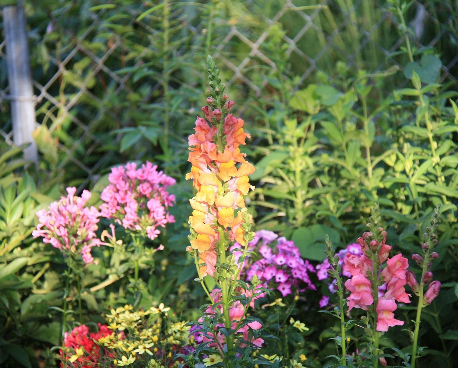 design a garden for flowers all summer great plant list | the old