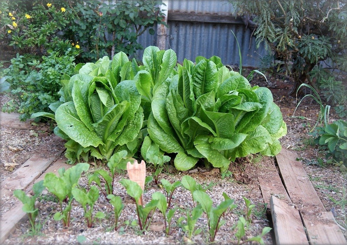 garden plan for vegetables that grow in partial shade | the old