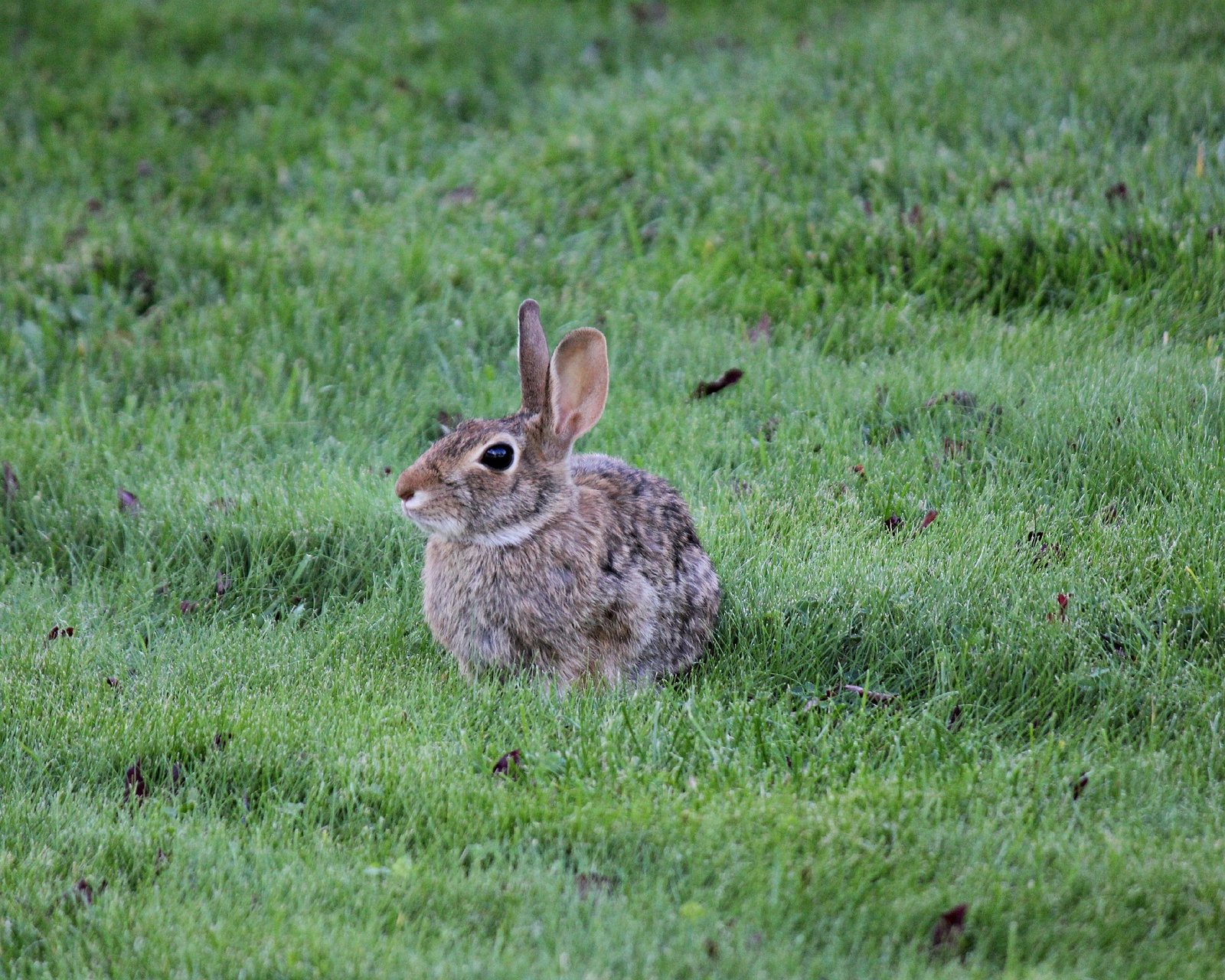 rabbits: how to identify and get rid of rabbits | garden pest