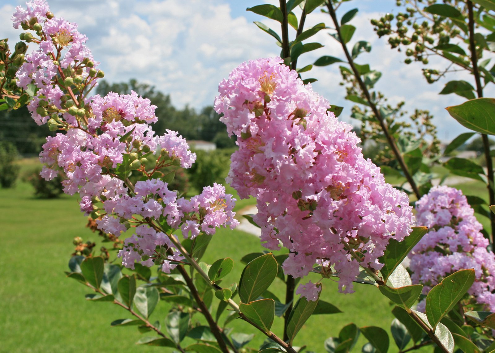 correct pruning allows garden plants to thrive | mississippi state