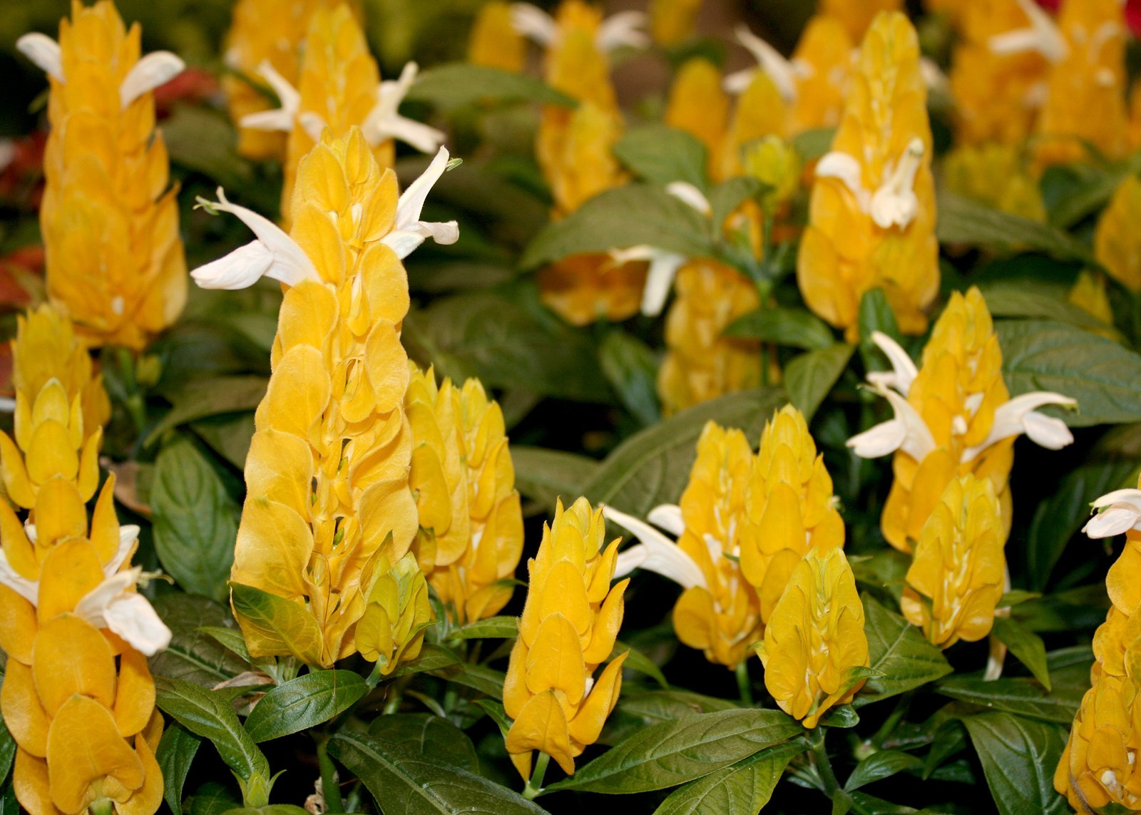 shrimp plants are easily grown, bloom all summer | mississippi state
