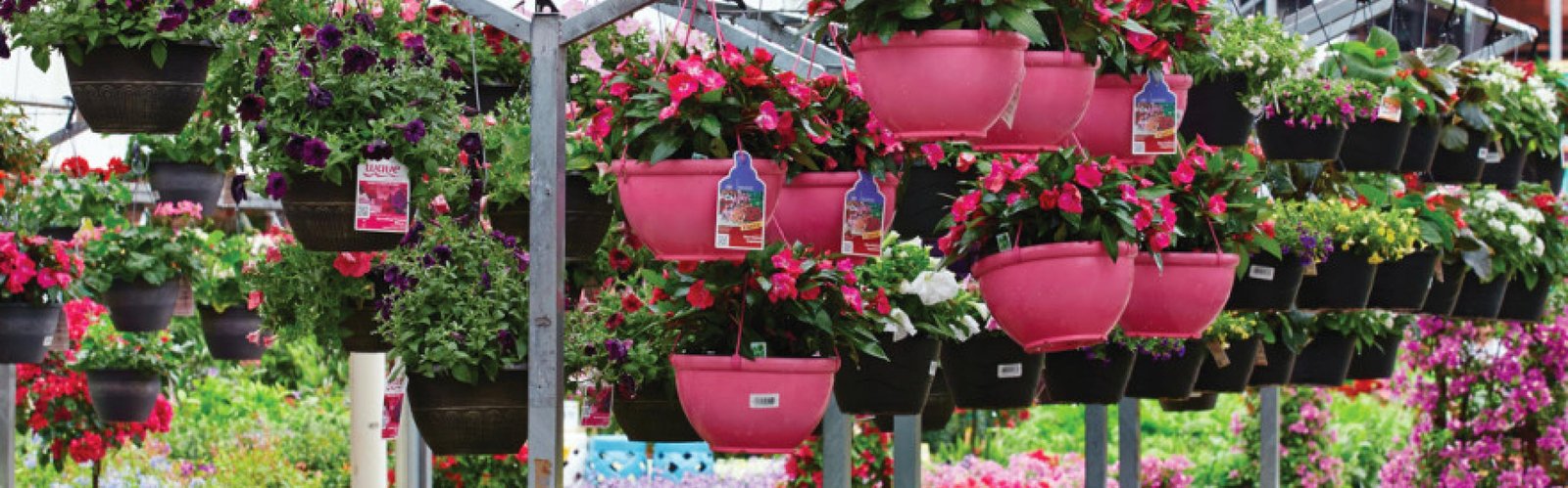 the home depot | how home depot's addressing “neonic” concerns