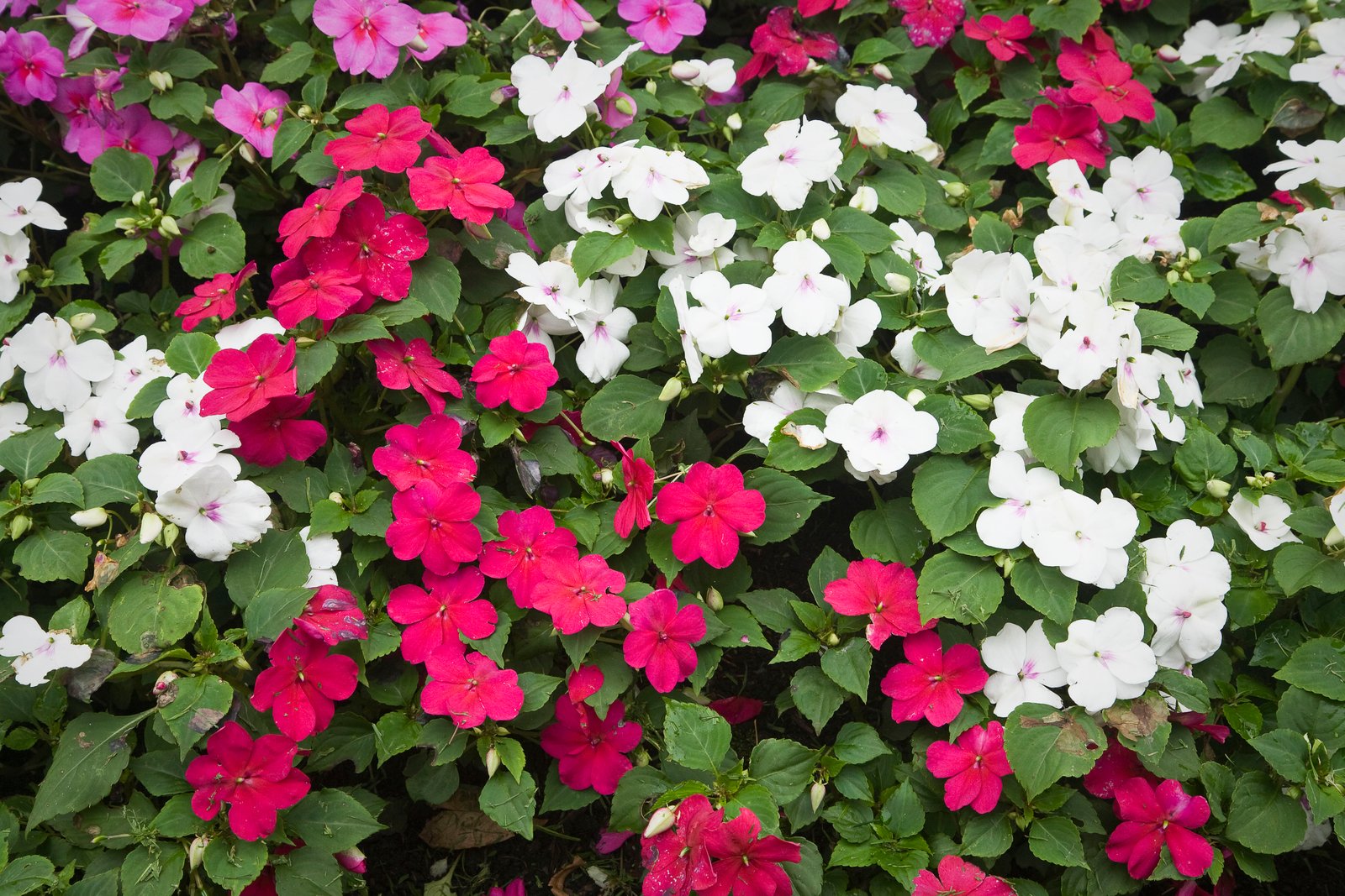 shady ladies: containers for covered porches