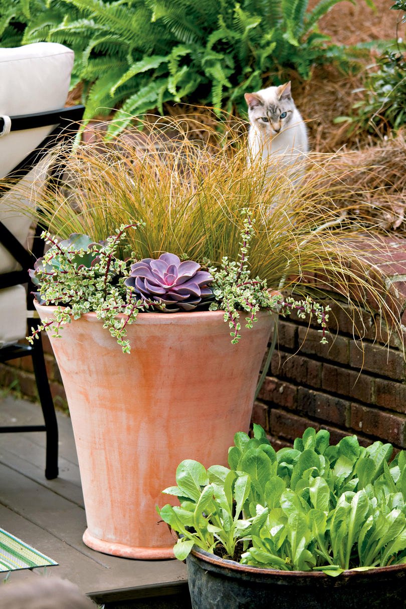 125 container gardening ideas