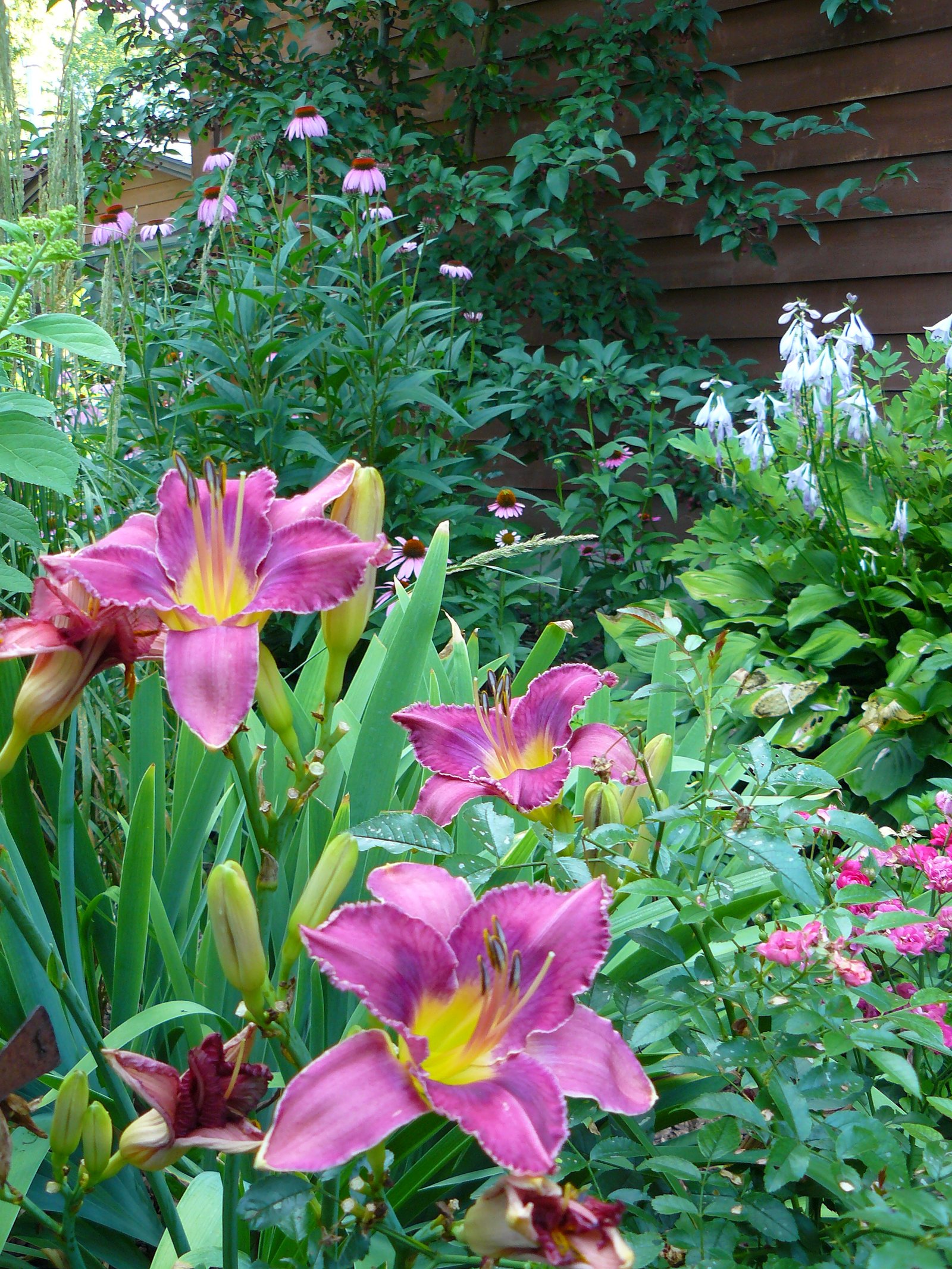edible flowers | umn extension