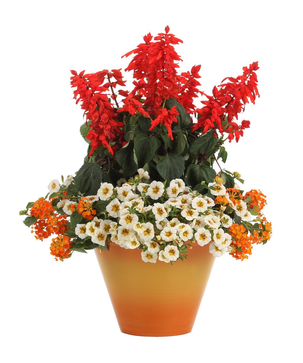bigger really is better, tips on container gardening | proven winners
