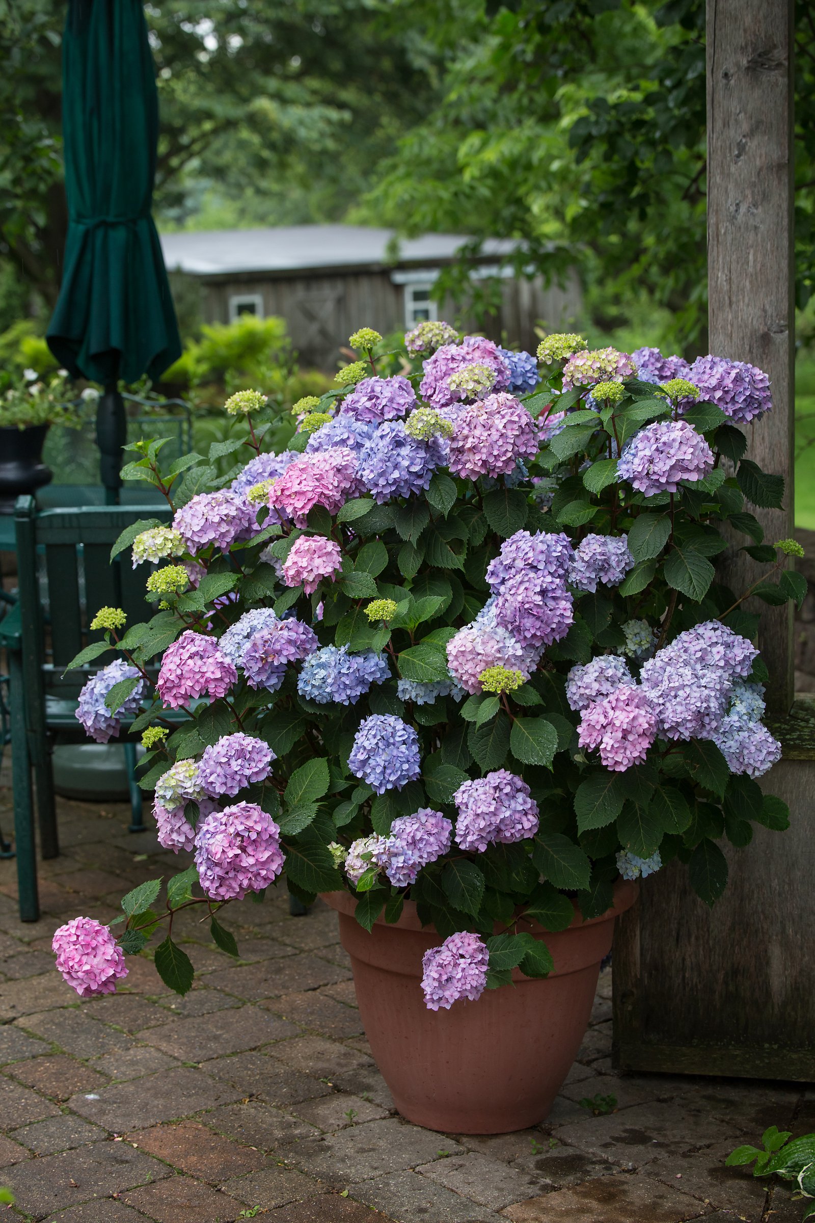growing hydrangeas in pots | traditional home