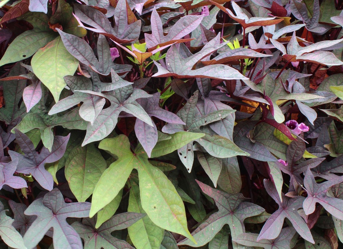 12 plants that are perfect for window boxes - bob vila