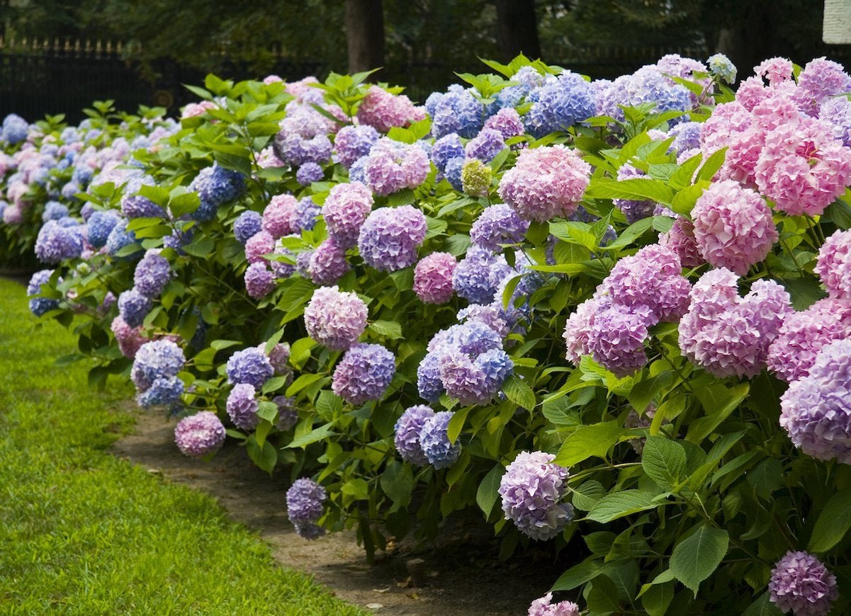 12 fast-growing shrubs to plant this fall - bob vila