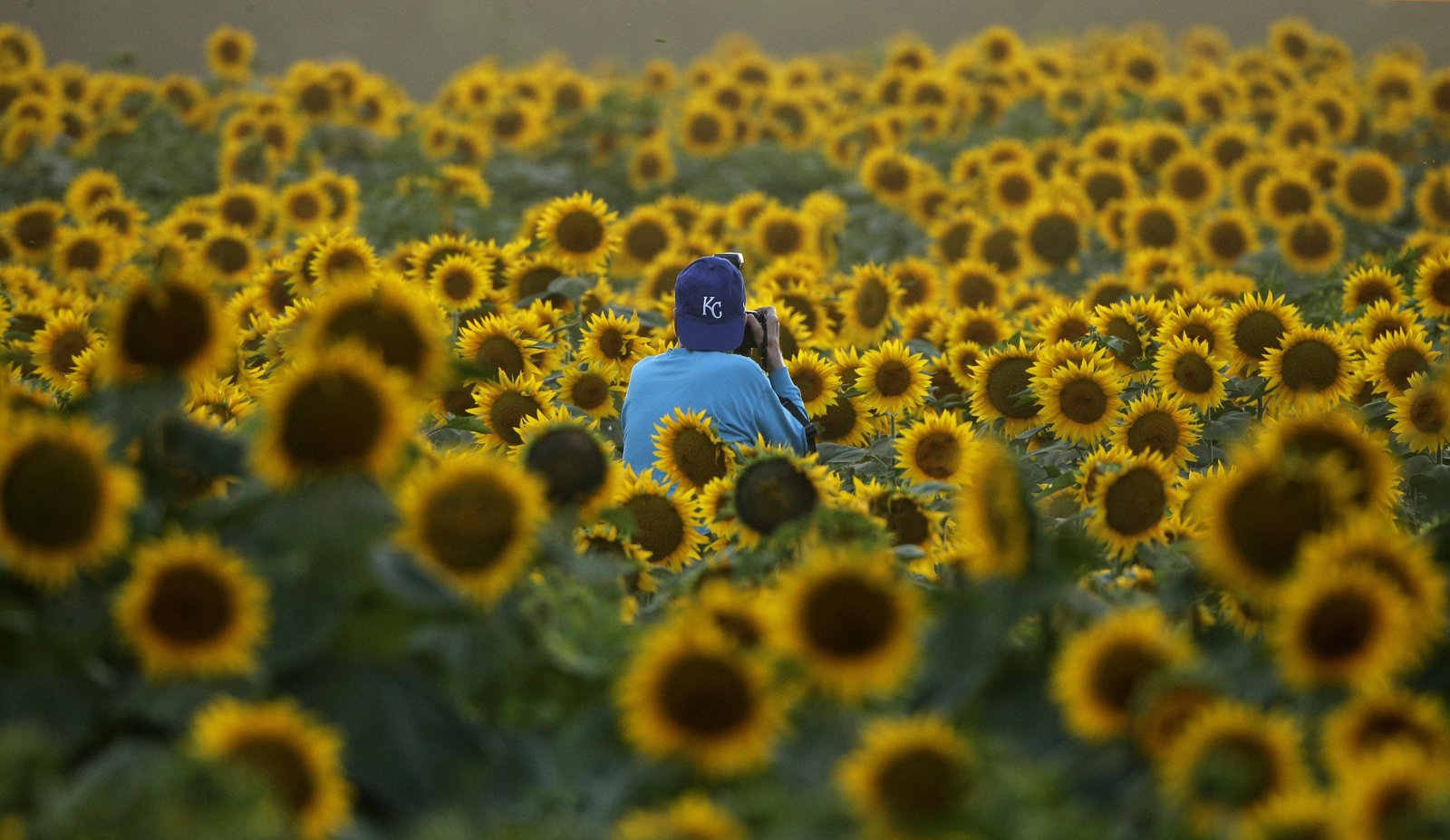 get your sunflower fix at sunfest - entertainment & life - the