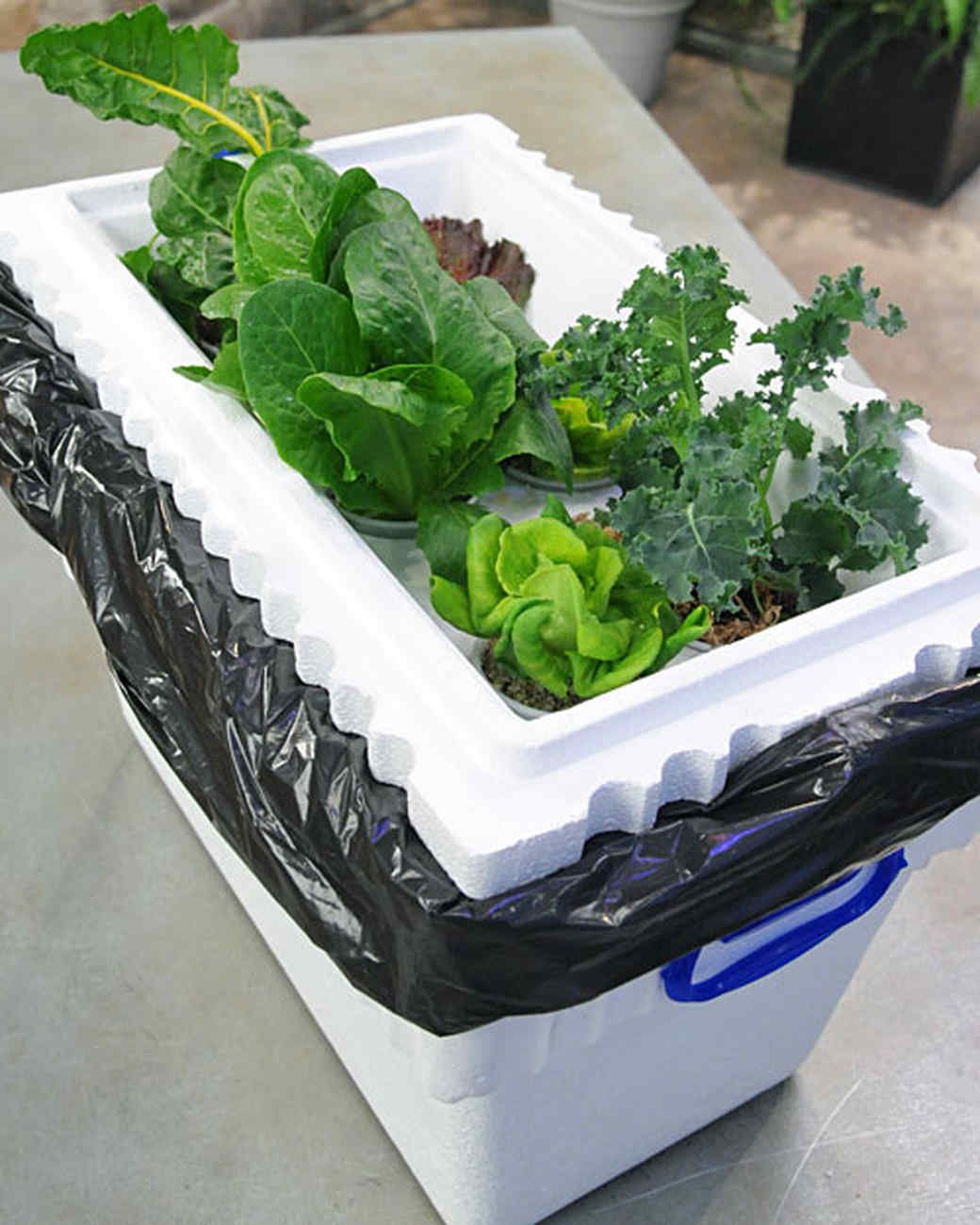 How to Build a Hydroponic Garden | Martha Stewart