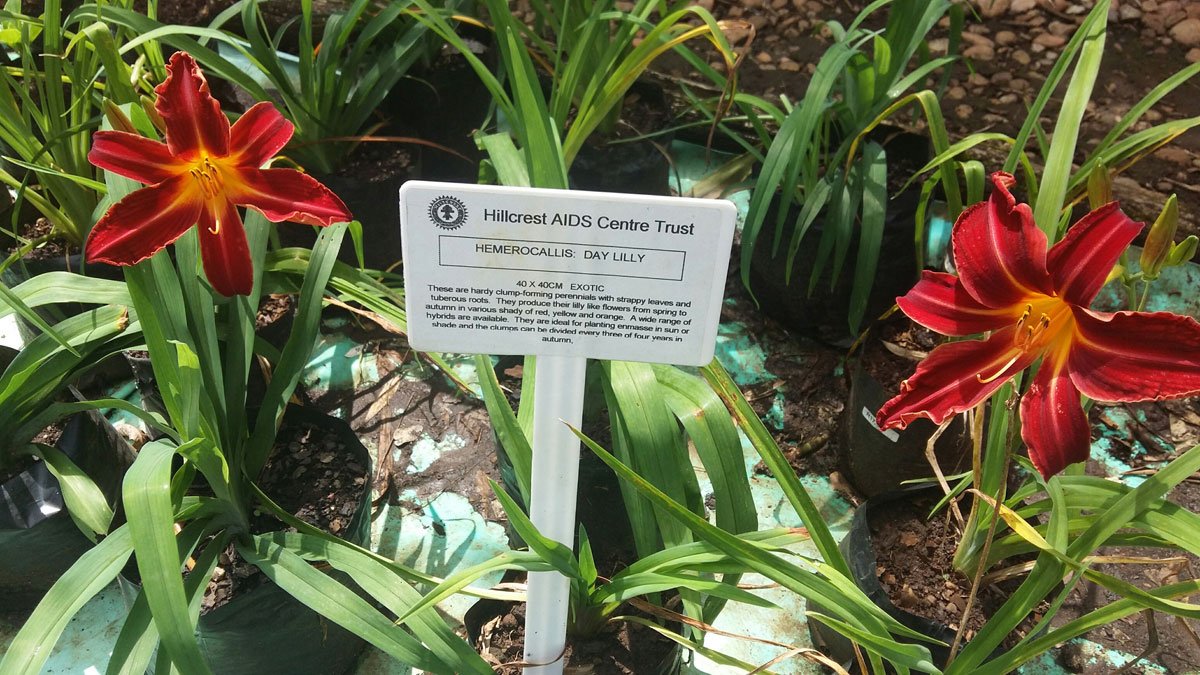 hact plant nursery in hillcrest, durban