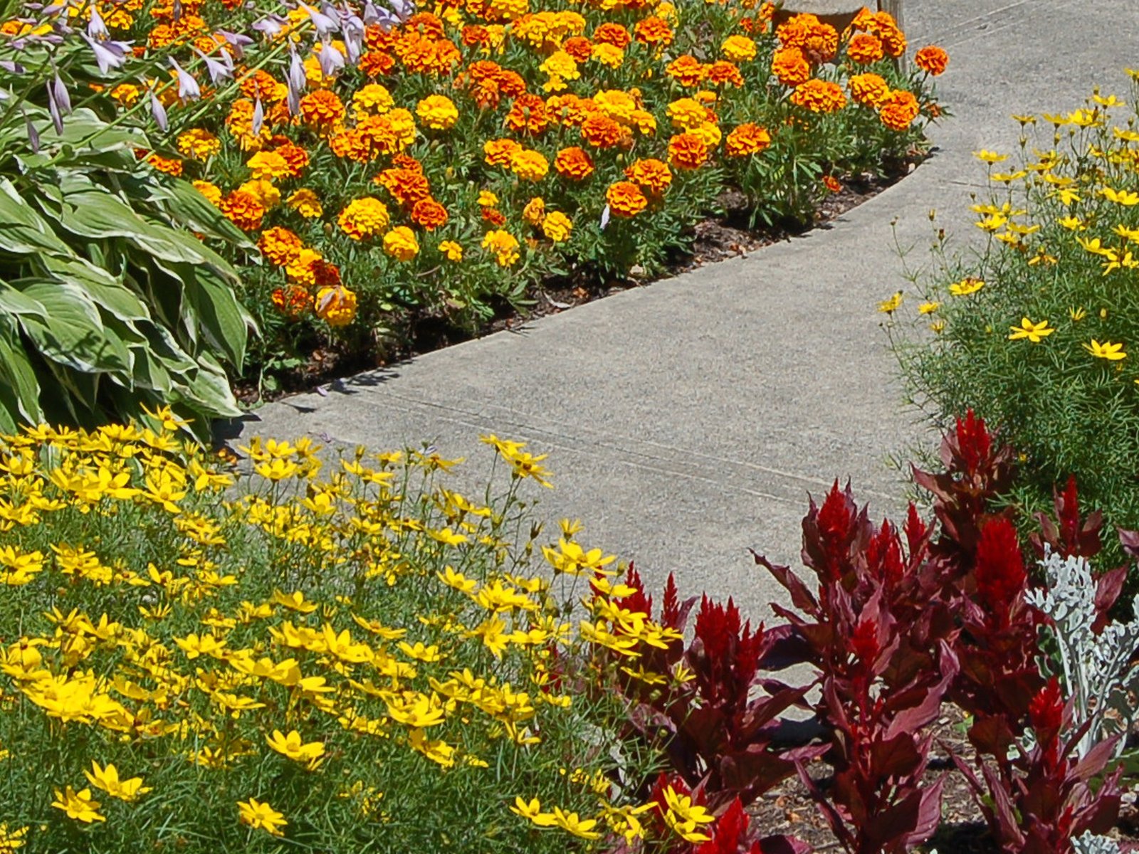 how to choose edging plants for your landscape