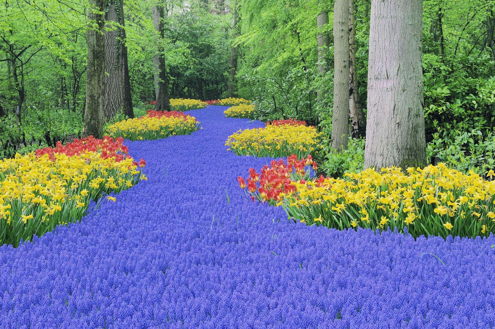 guide to seeing the tulips near amsterdam