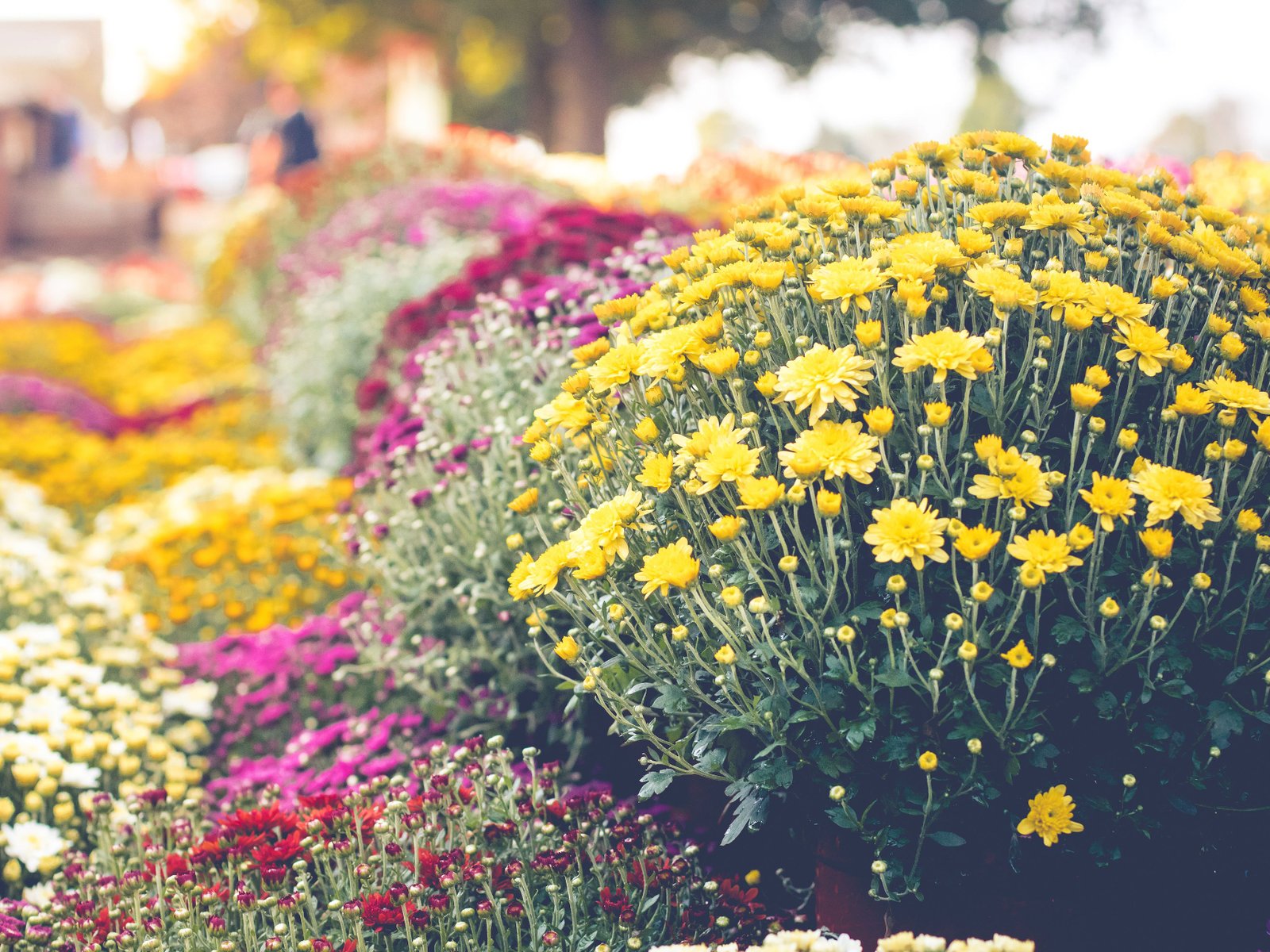 grow and care for hardy chrysanthemums
