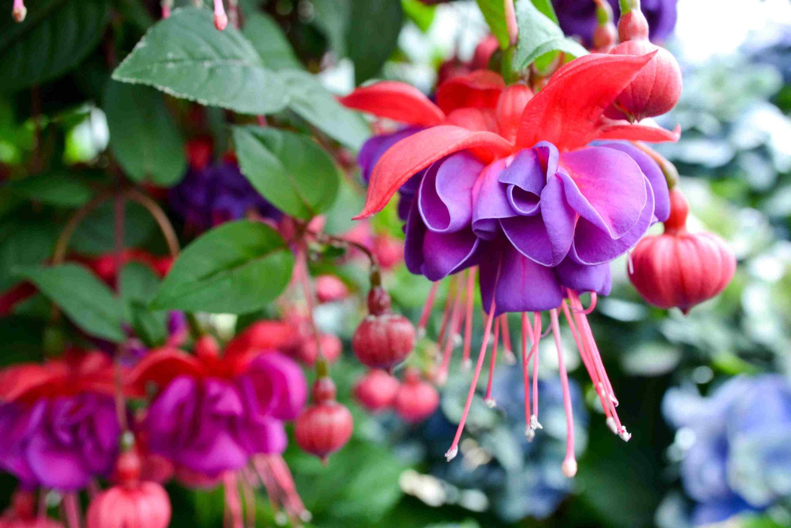 9 beautiful plants to grow in hanging baskets