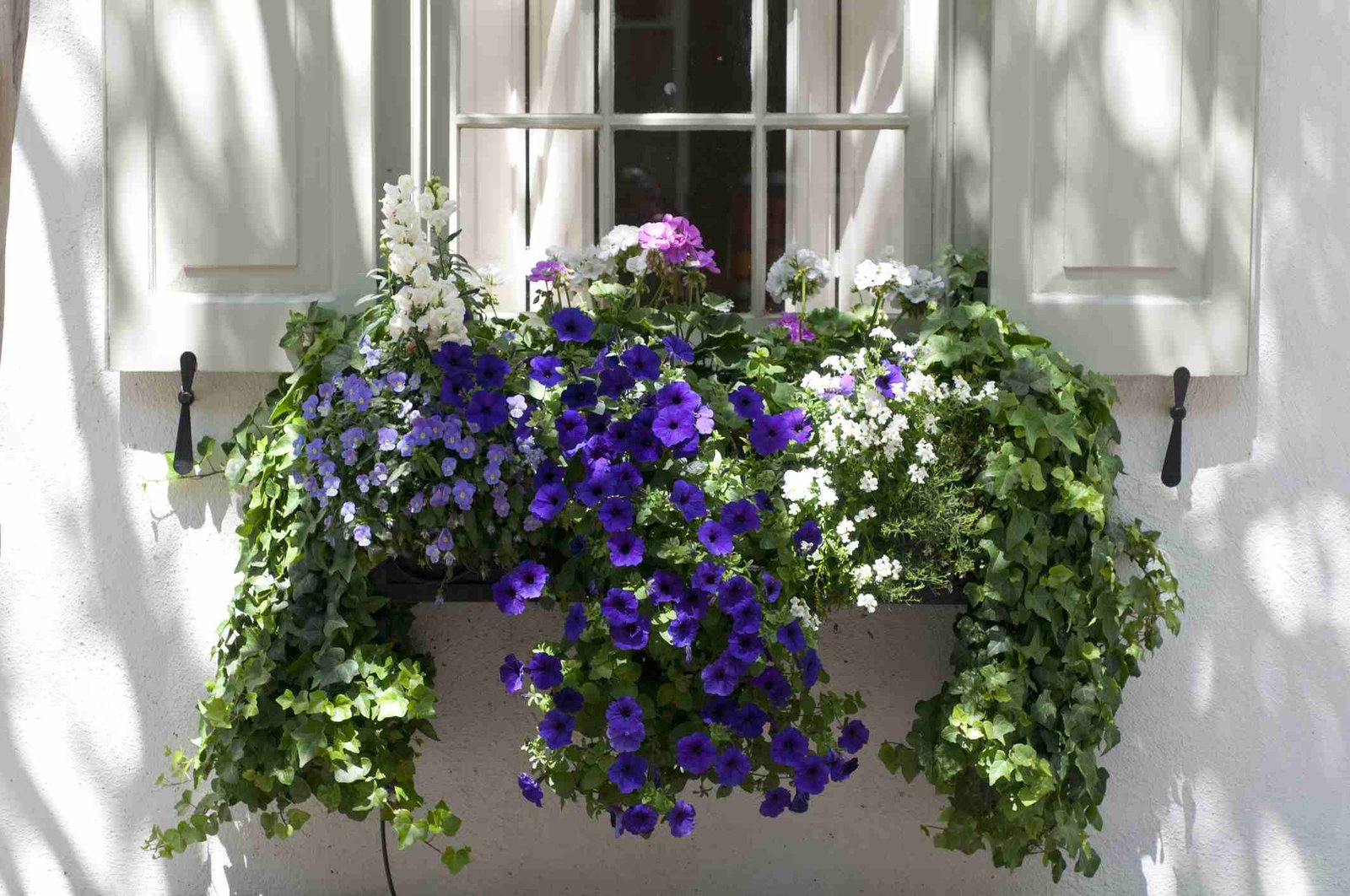 window box flowers for shady spots