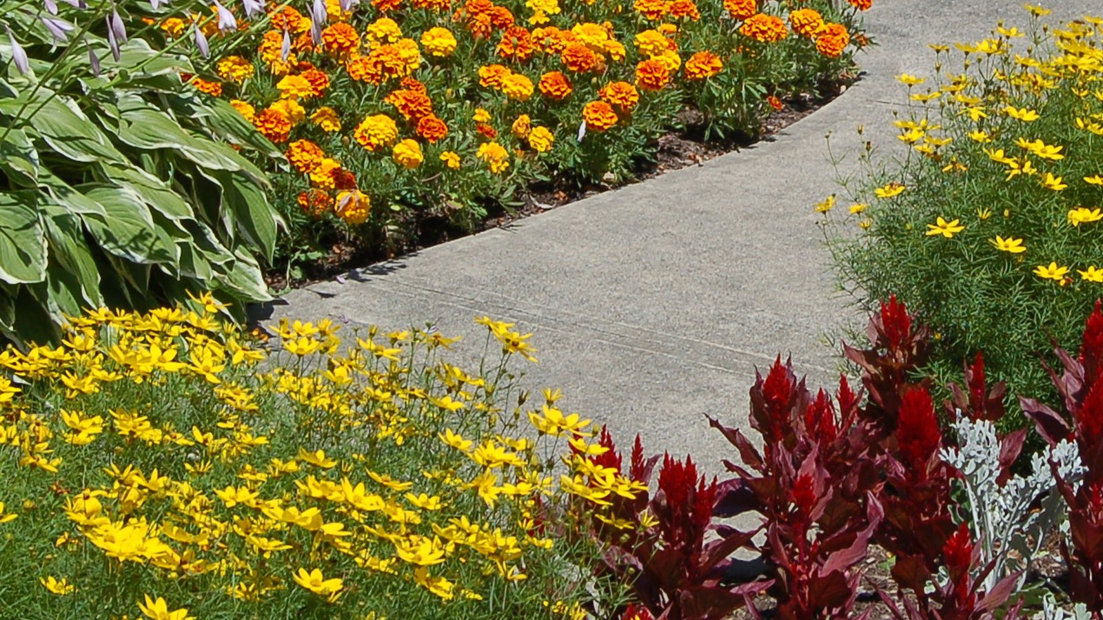 how to choose edging plants for your landscape