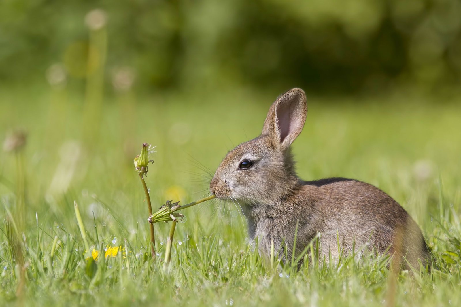 safe wood and other plants for rabbits