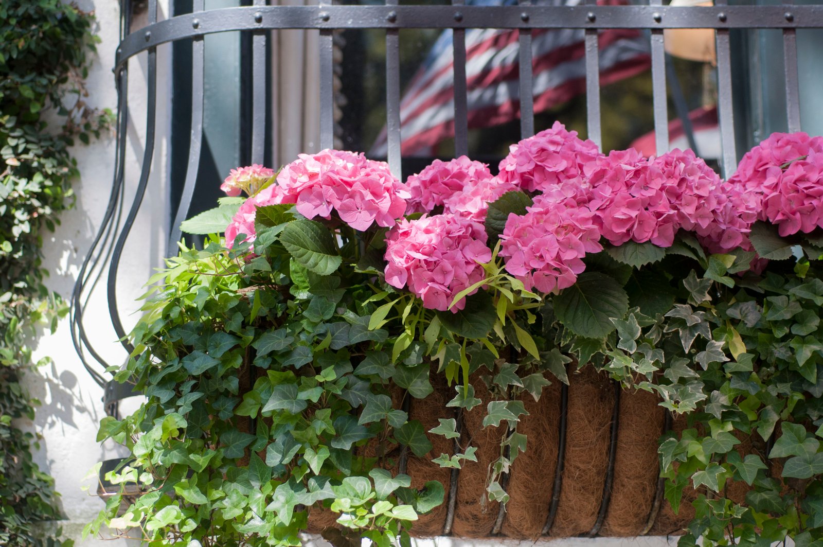 window box flowers for shady spots