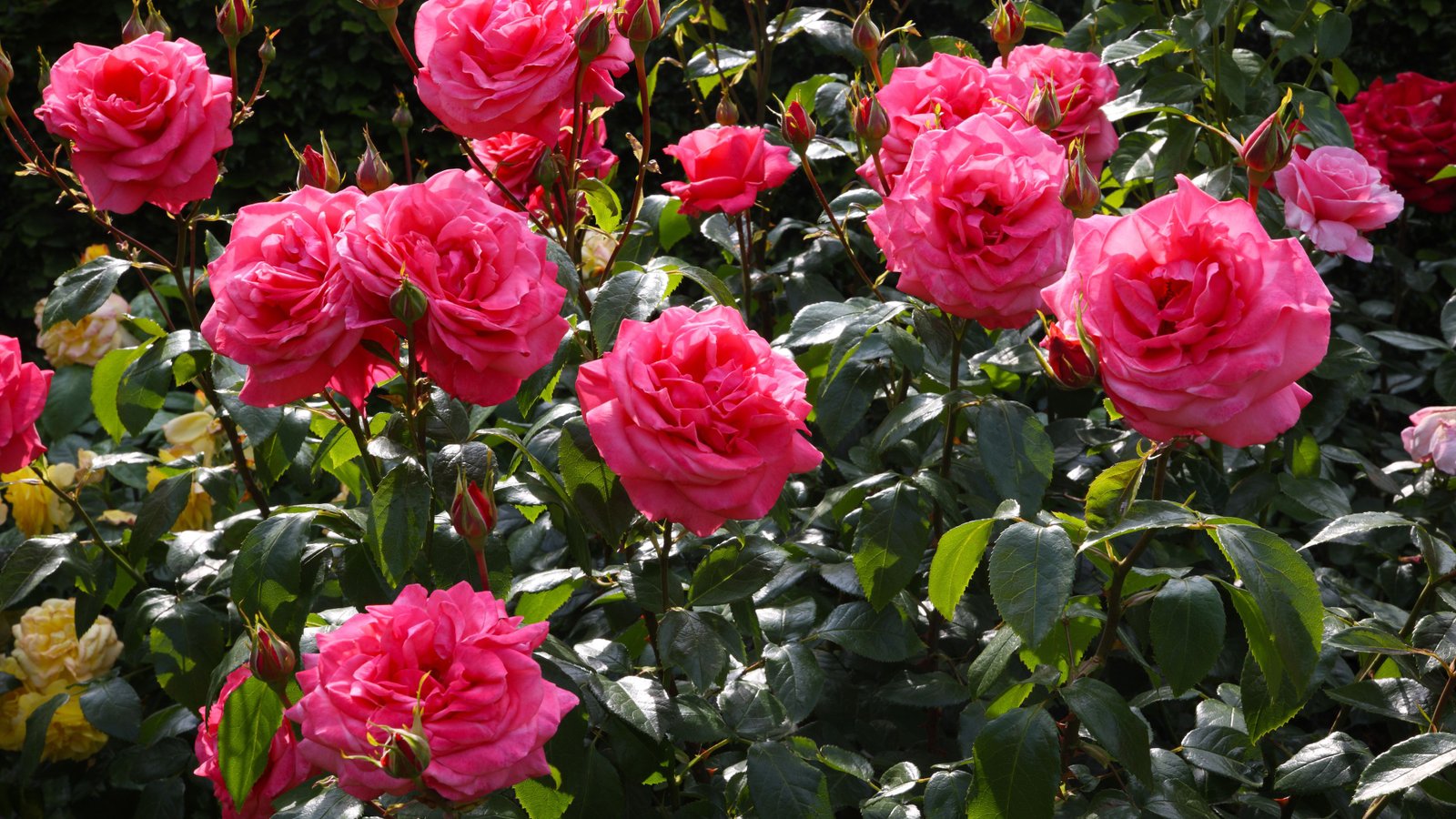 how to get more blooms from your roses
