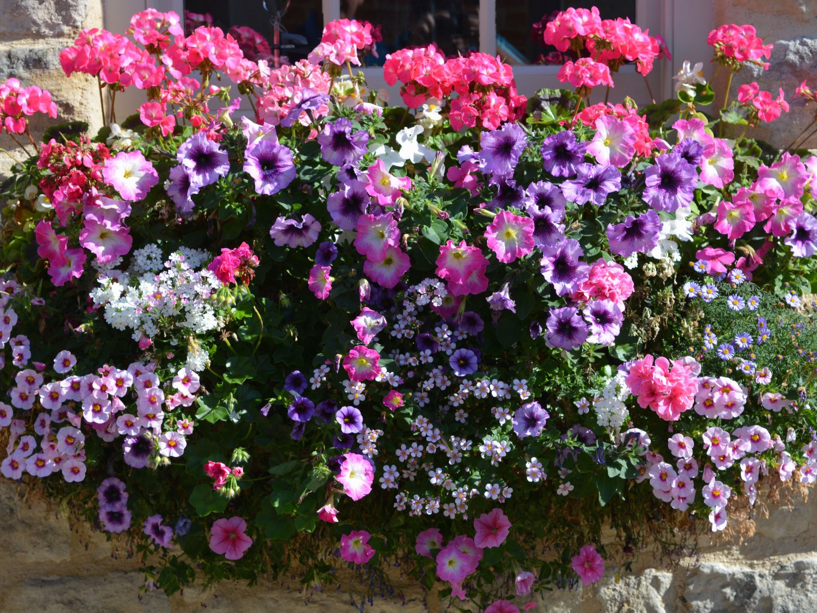 flowering window box ideas that work for sunny gardens