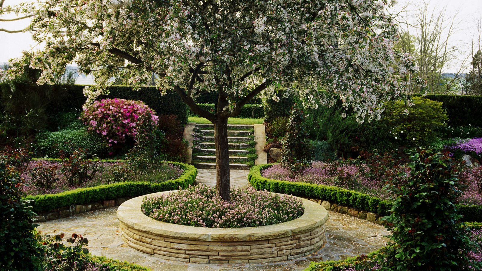 trees for patios and small-space gardens