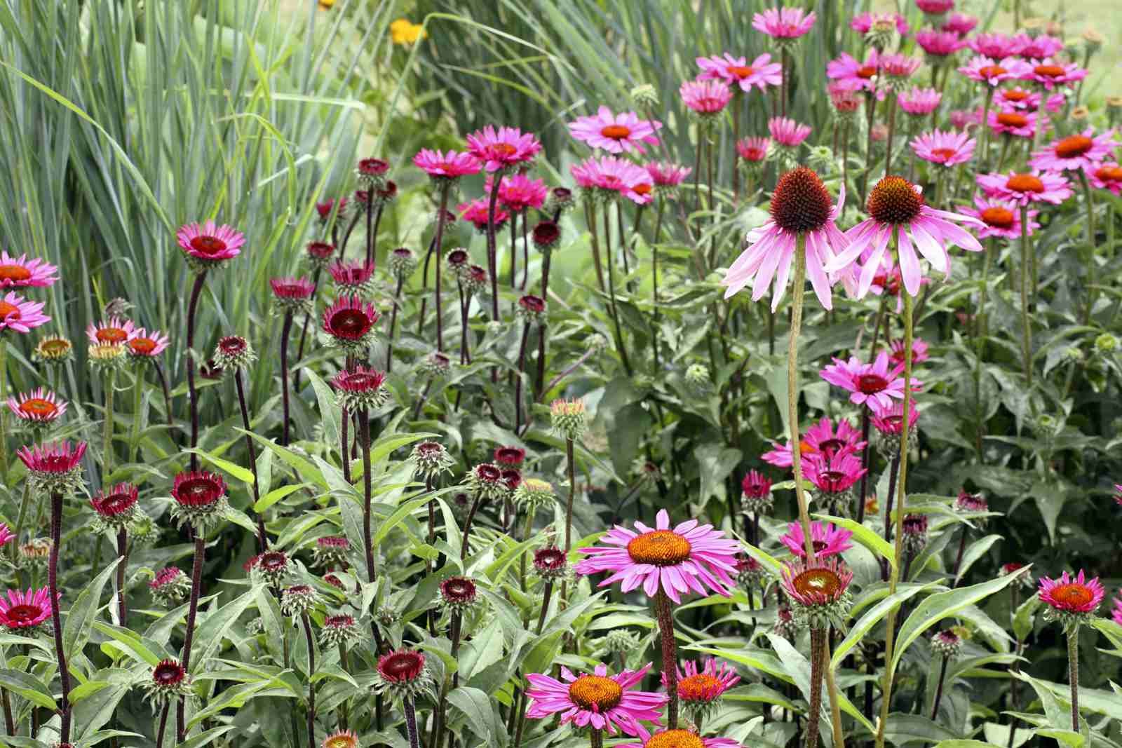 how to grow any flower from seed