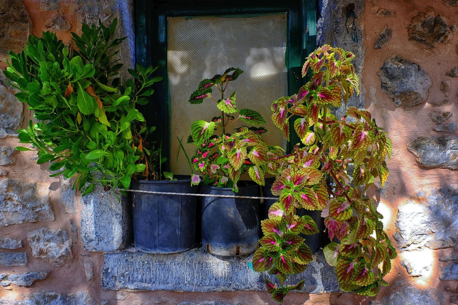 11 great shade plants for container gardens