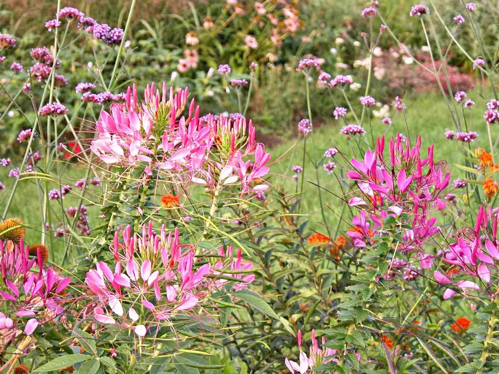 how to grow any flower from seed