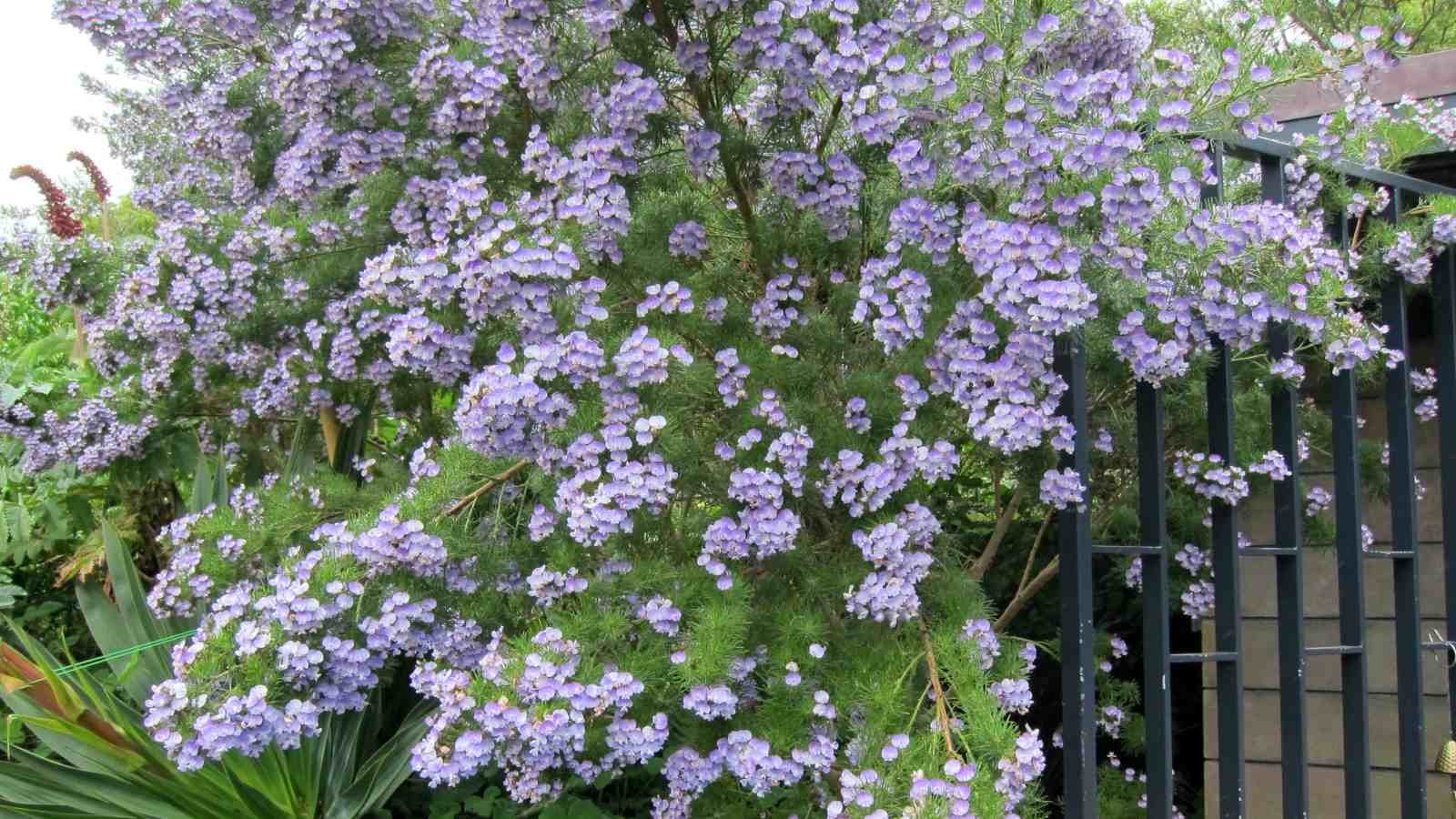 shrubs for partial shade and full shade areas
