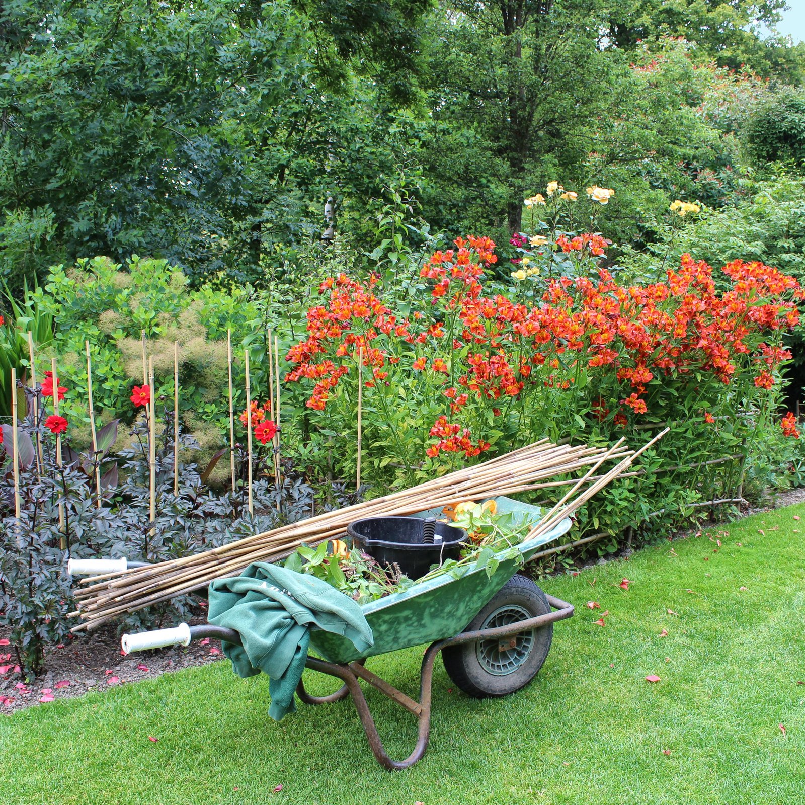 7 essential tasks for late summer flower garden care