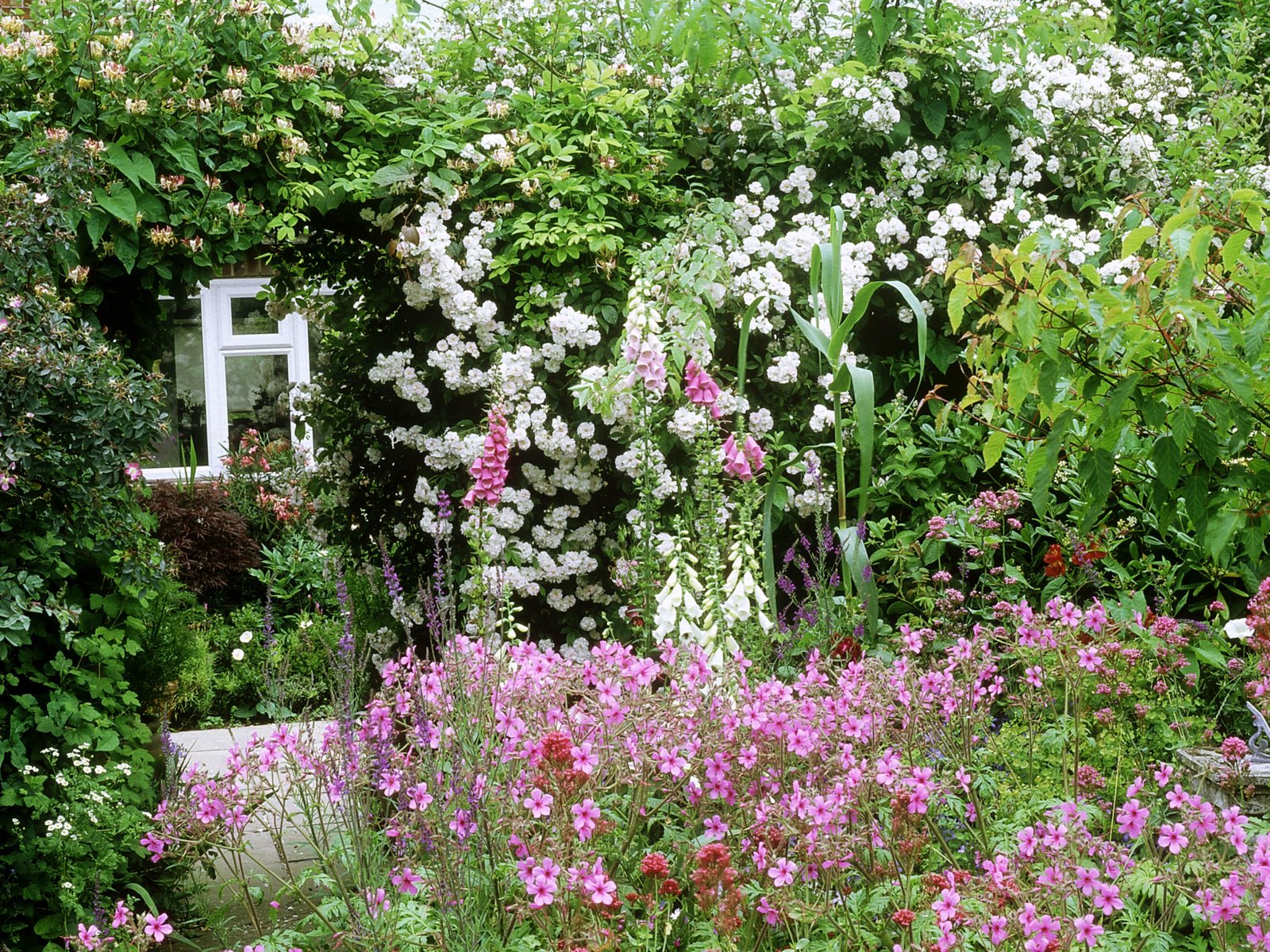 plants for a traditional cottage garden