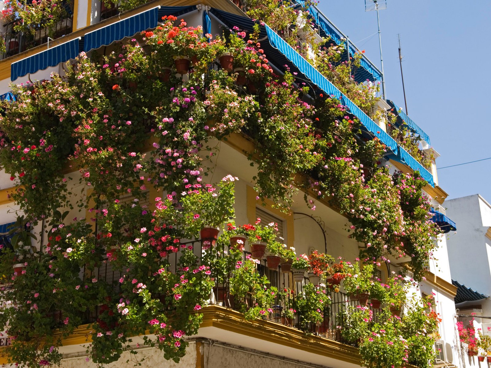 balcony flower gardening for beginners