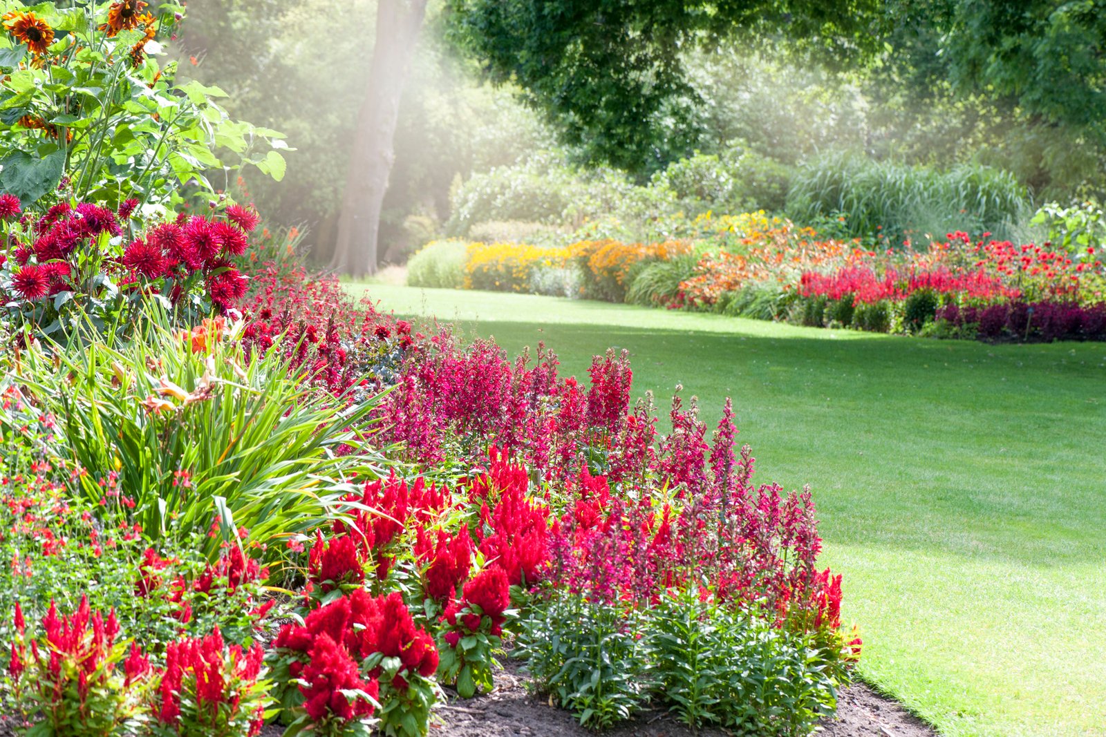 10 foolproof perennial plants for the northeast u.s.
