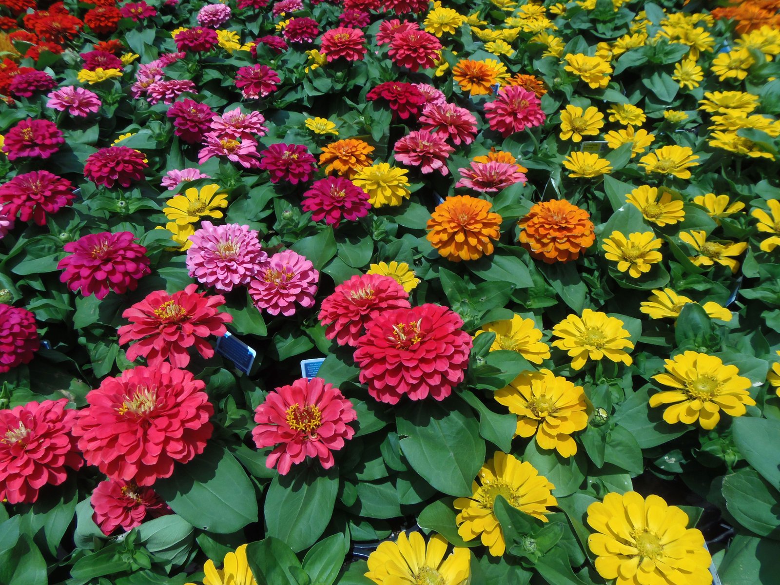 easiest flowers to grow from seeds