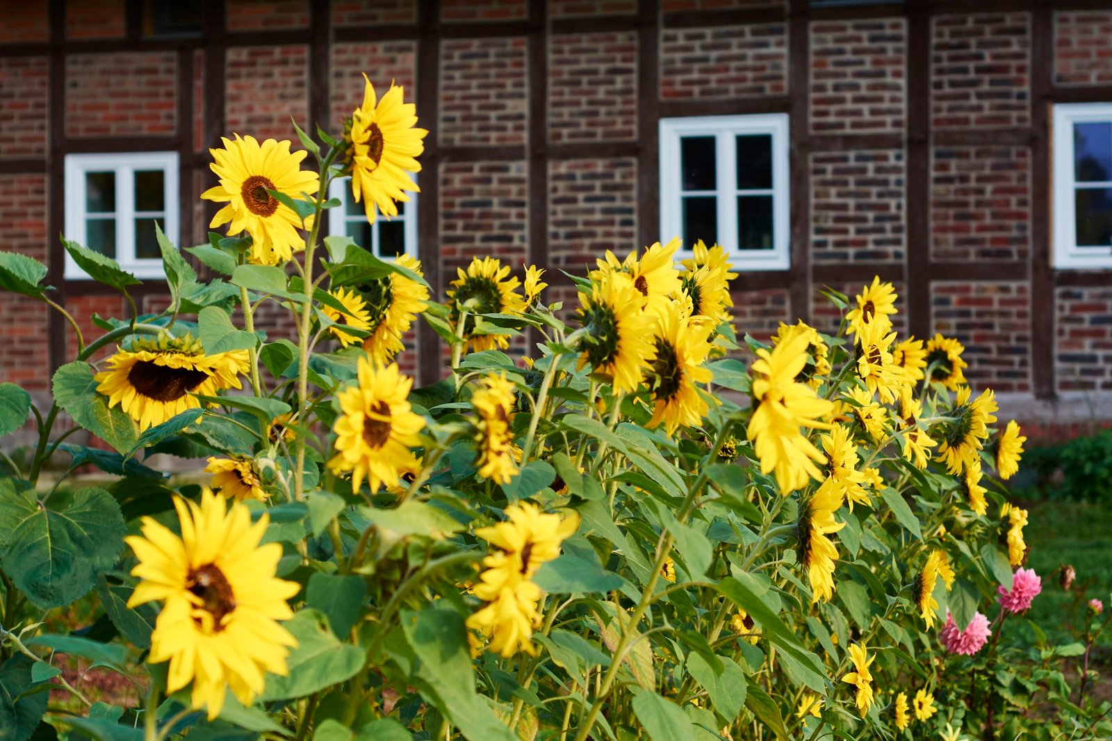 how to grow sunflowers