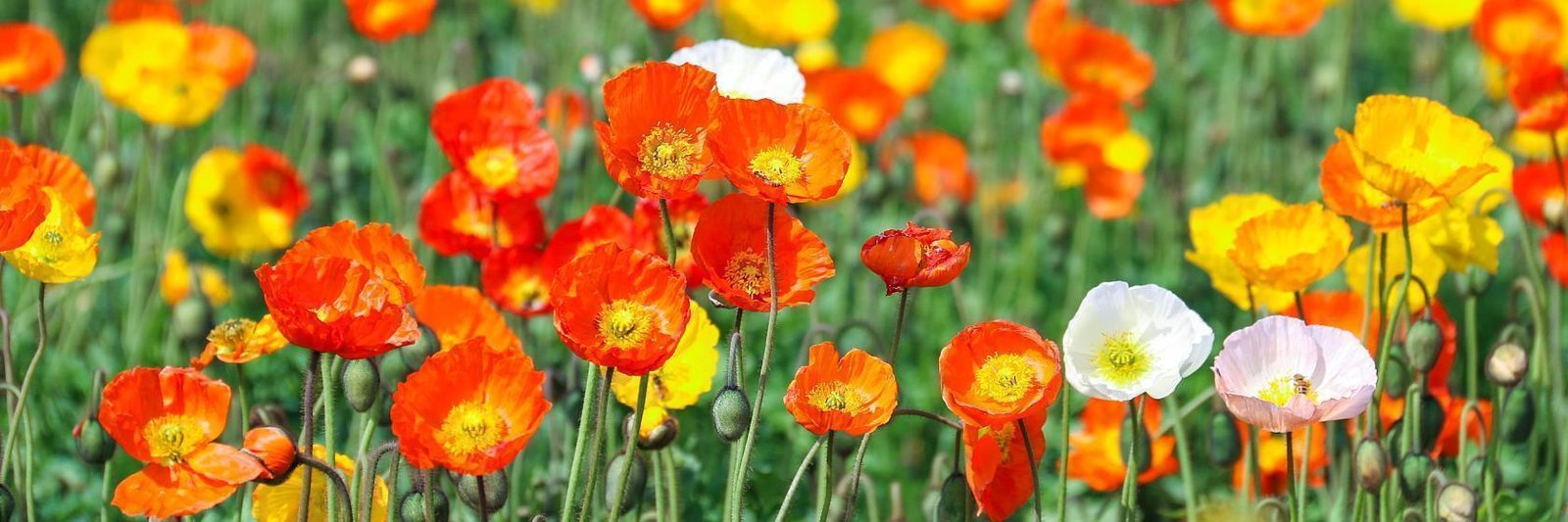 flowers in japan