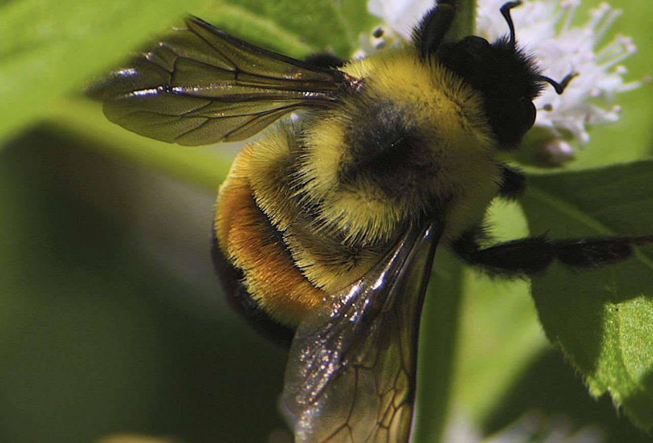rusty patched bumble bee officially listed as endangered